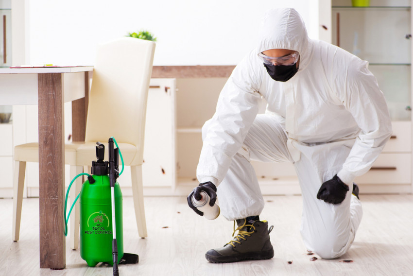 How to Control Ant Infestation in Your Commercial Kitchen?