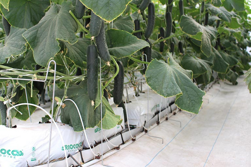 Interested in 100% OMRI-certified cocopeat grow bags? Explore RIOCOCO