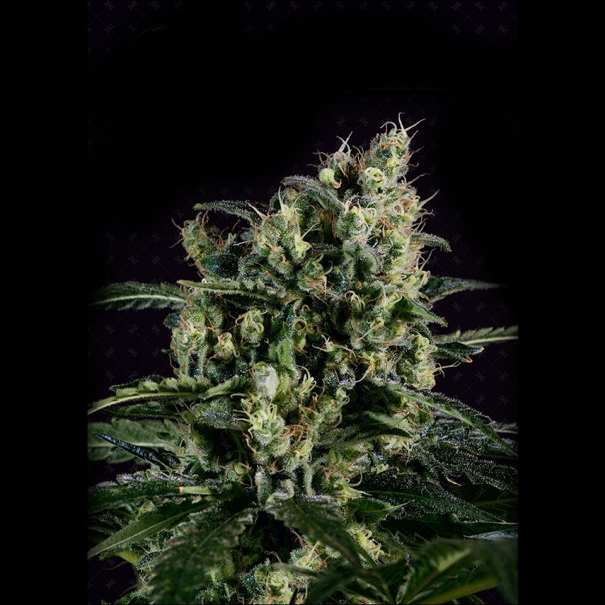 Essential Pointers To Keep In Mind For Cannabis Growers
