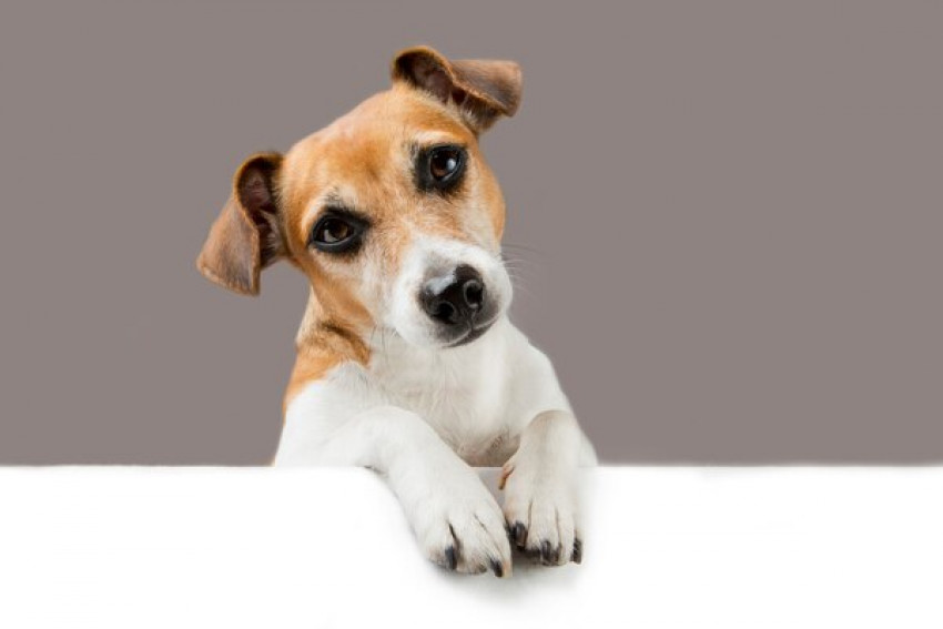 Why a Puppy Pen Is a Good Idea