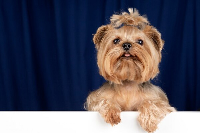 Is Ziwi Peak Dog Food the Right Choice