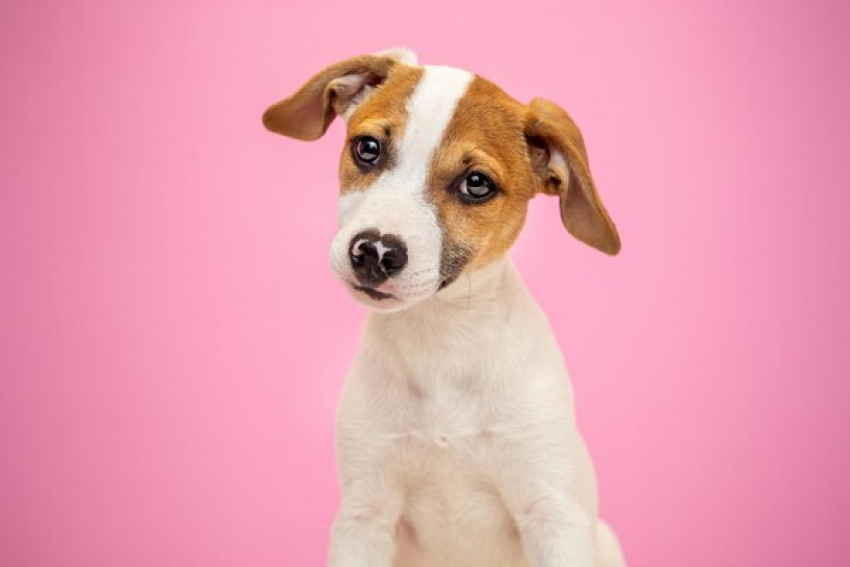 Reasons to Buy Pet Supplies in Sydney Online