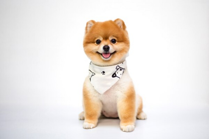 Important Facts About Vegan Dog Food and Dog Clippers