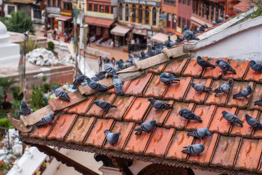 Things to Consider When Bird Proofing