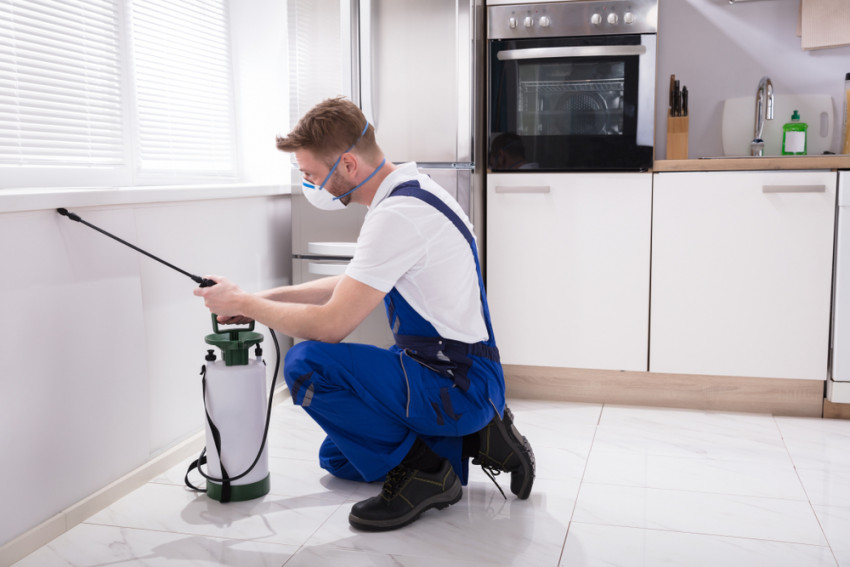 Professional Pest Control Services