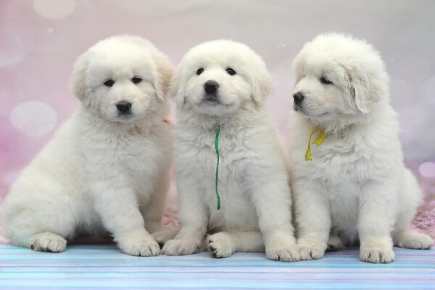 Why Many Owners Choose Vegan Dog Food for Their Canines