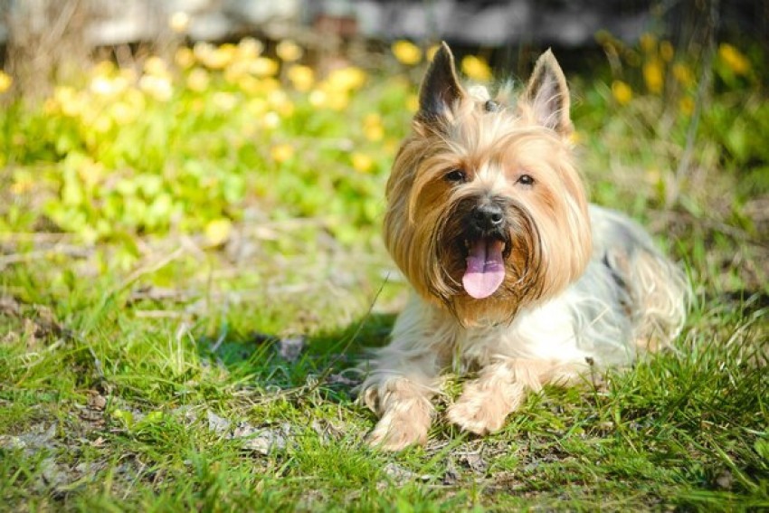Providing Your Pet The Best Nutrition – Ziwi Peak Dog Food