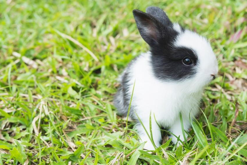 Providing Your Rodent The Best Rabbit Food