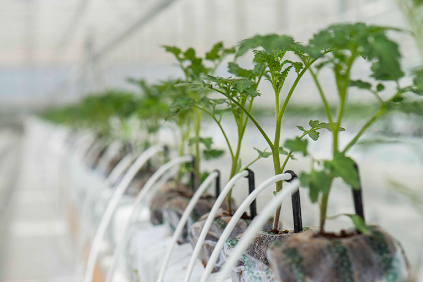 Top 5 enefits of using coco coir substrate for plant growth