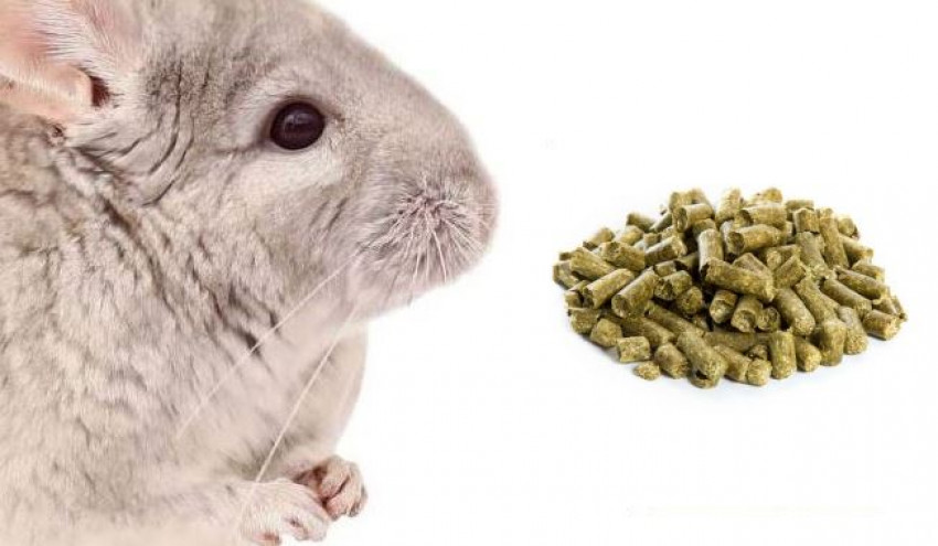 Chinchilla Pellets: Buyer’s Guide in 2022