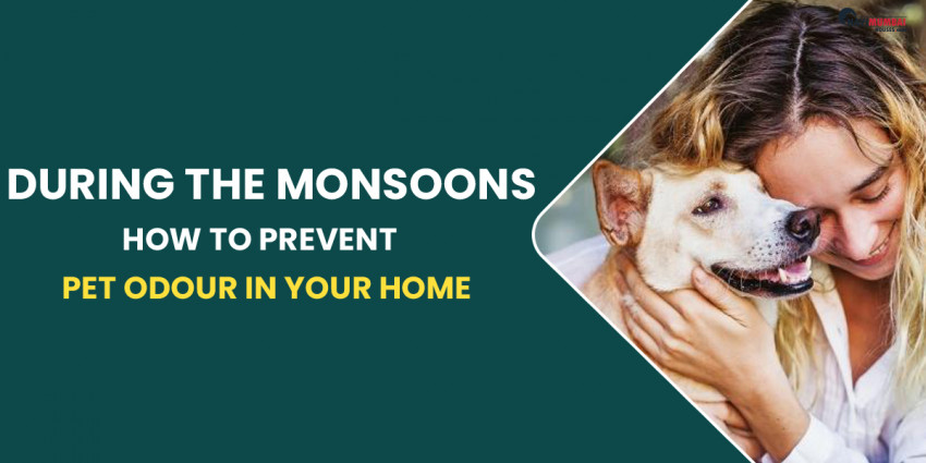 During The Monsoons, How To Prevent Pet Odour In Your Home