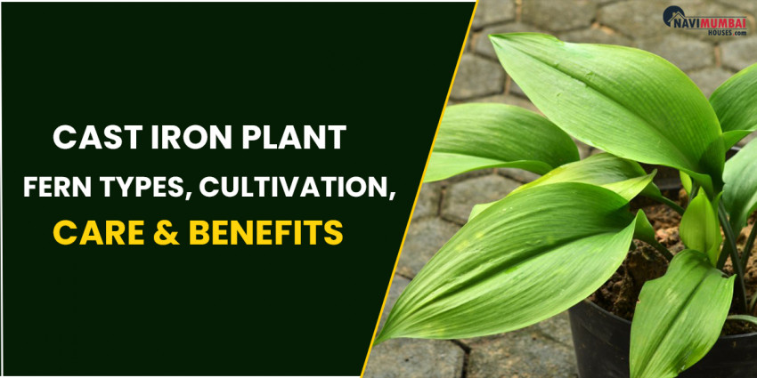 Project Iron Plant - Fern Types, Cultivation, Care and Benefits