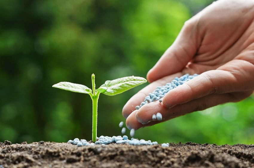 Urea phosphate is powerful, and you don't have to worry about the volatilization of soil ammonia!