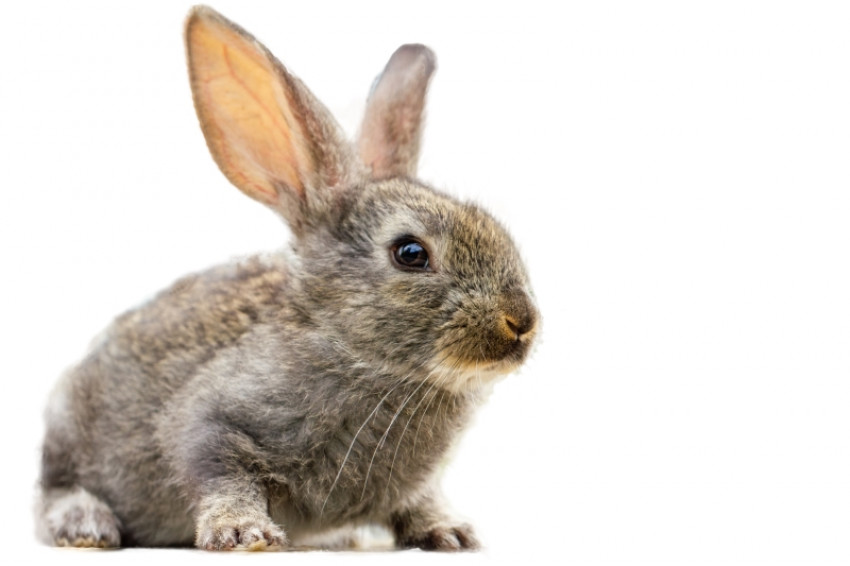 Kids And Pets: From Cereals to Kids to Timothy Hay for The Bunny– The Complete Guide