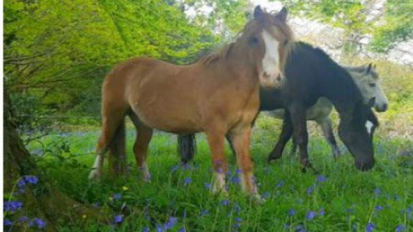 What Is the Formal Name for Horse Riding?
