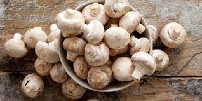 Understanding How to Grow Mushrooms: The Basics