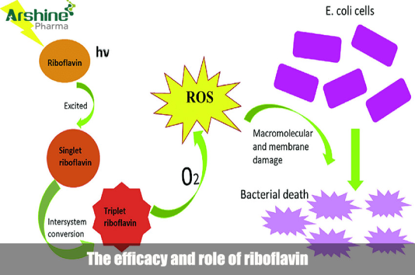 The efficacy and role of riboflavin