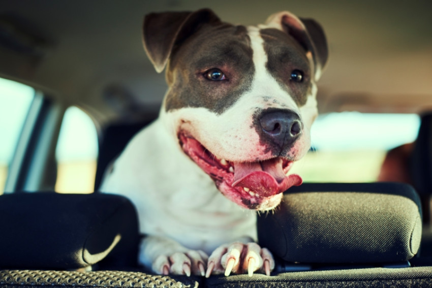 Which Dog Crate Is Right for Each Breed Type If You Are an Active Person
