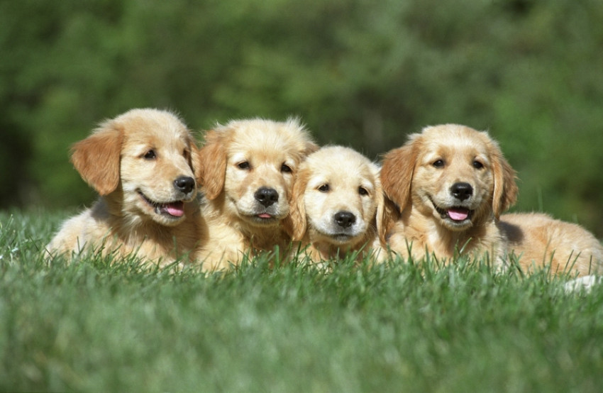 All You Need to Know About Training Your Dog Using Puppy Pads