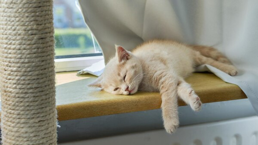 5 Wonderful Benefits of Using a Cat Scratcher