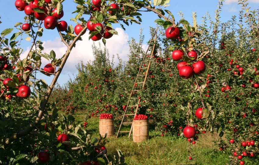 Why agricultural land is a boon for investors