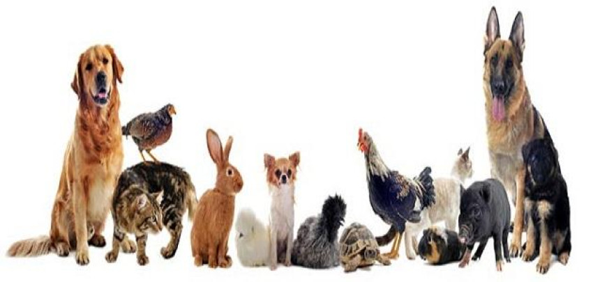 Types of animals - Explore now