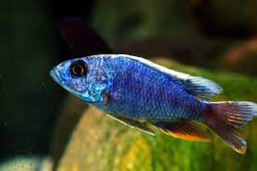 Saltwater Tank Setup: What Goes Below?