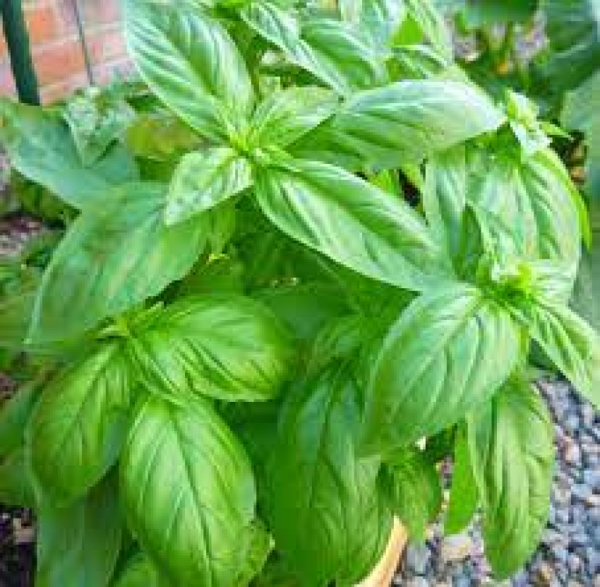 Can Bearded Dragons Eat Basil? A Comprehensive Guide