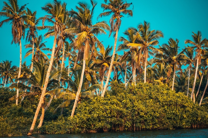 Kumarakom: Unveiling Tranquility Through Kerala Tour Packages from Hyderabad