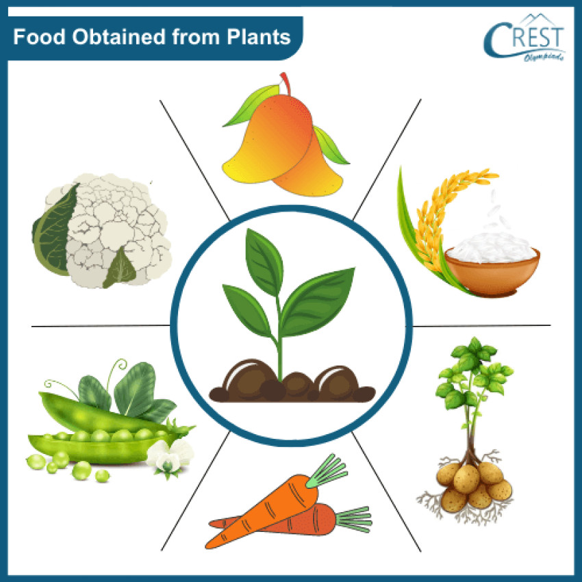 Food - Class 2 Notes & Olympiad Questions