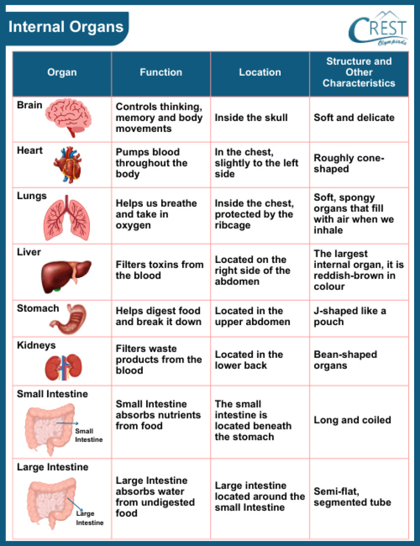 Organ Systems in Our Body: Working Together for Life