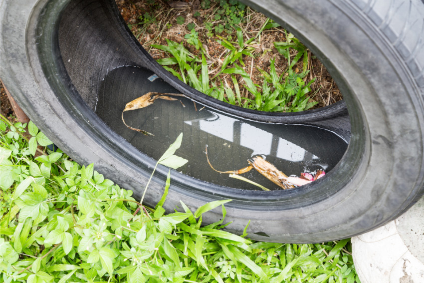 The Dangers Imposed by Stagnant Water on Your Health