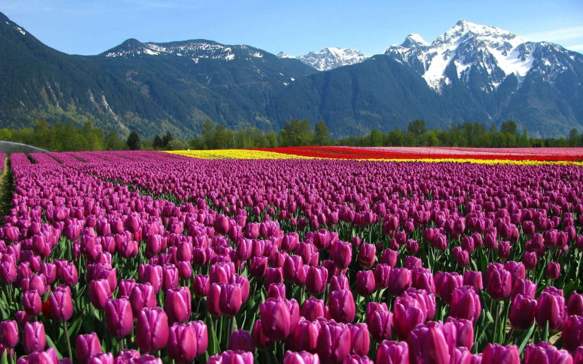 Unlocking Affordable Adventures: A Guide to Booking Budget-Friendly Kashmir Tour Packages