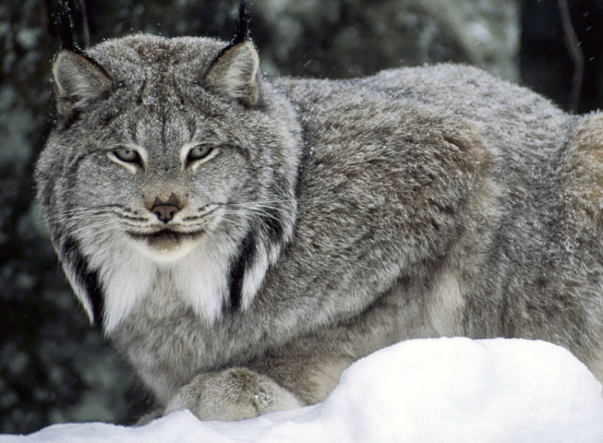 Top 5 Animals with the best hearing in the world