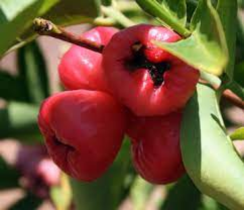 The Enchanting Rose Apple: A Delightful Fruit of Nature