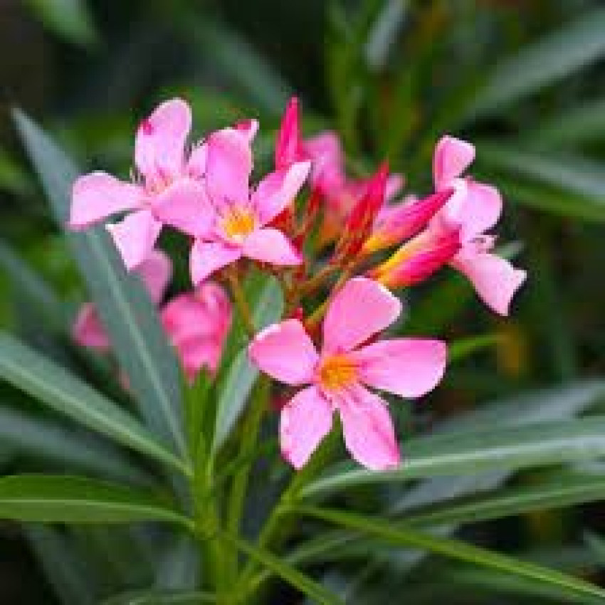 Exploring the Beauty and Danger of Nerium Oleander