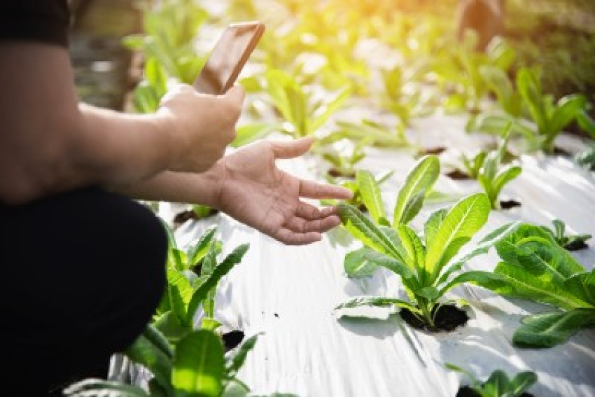 Elevating Crop Performance: The Power of Biostimulant Innovations