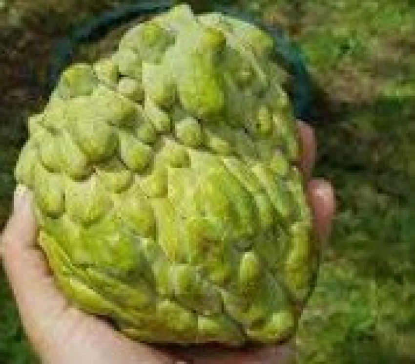 Custard Apple in Sydney: A Taste of Tropical Elegance