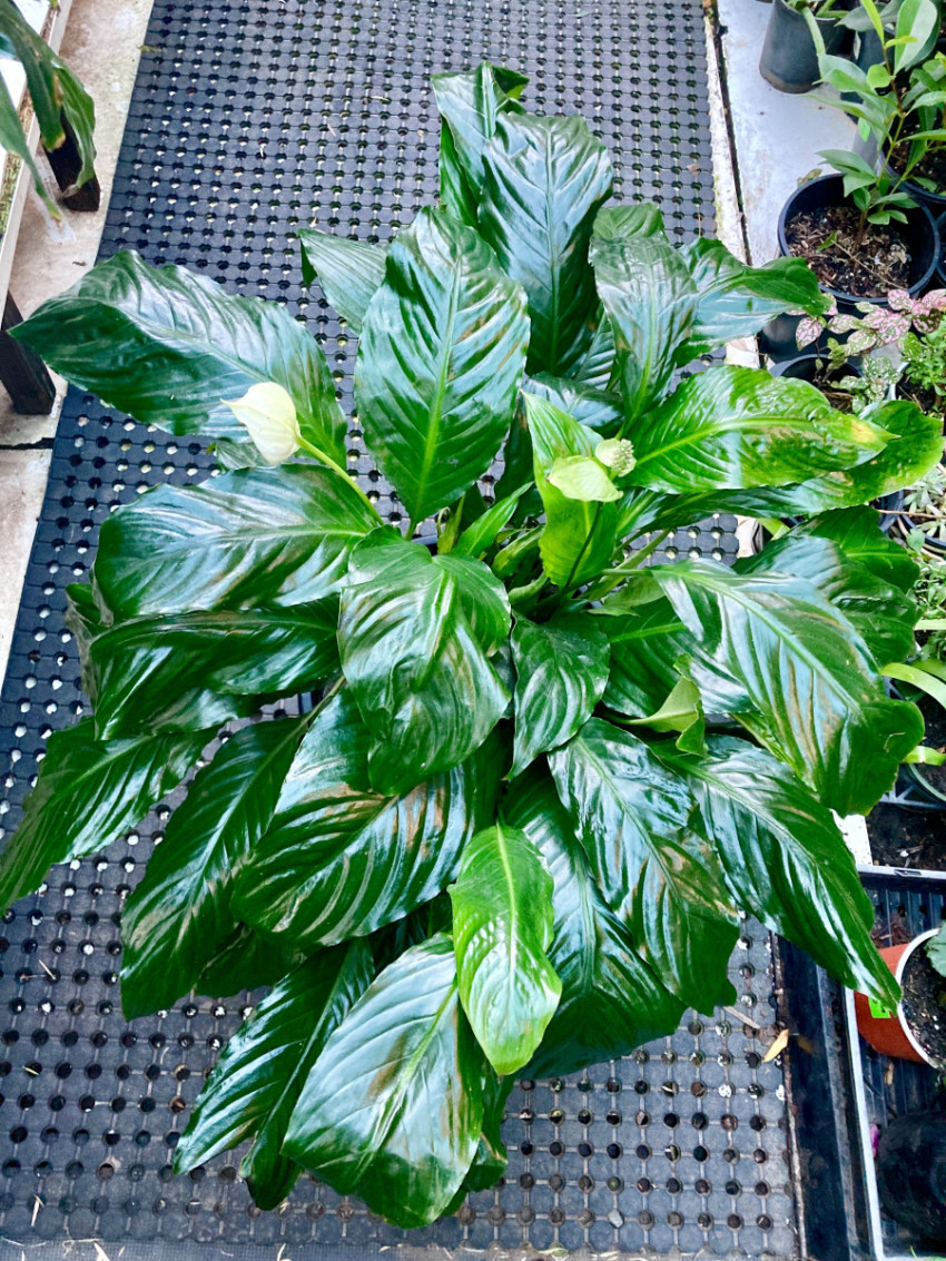 The Majestic Beauty of Peace Lily's Grand Blooms