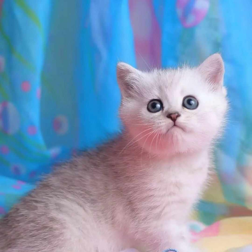 Munchkin Cat Breeds Unveiled: From Scottish Folds to Siamese Crosses
