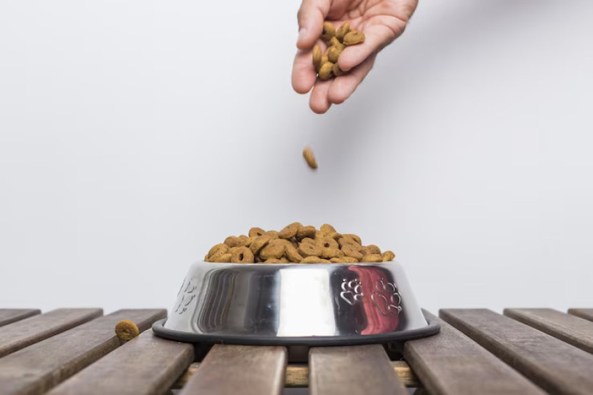 5+ Reasons to Buy Dog Dry Food in Singapore