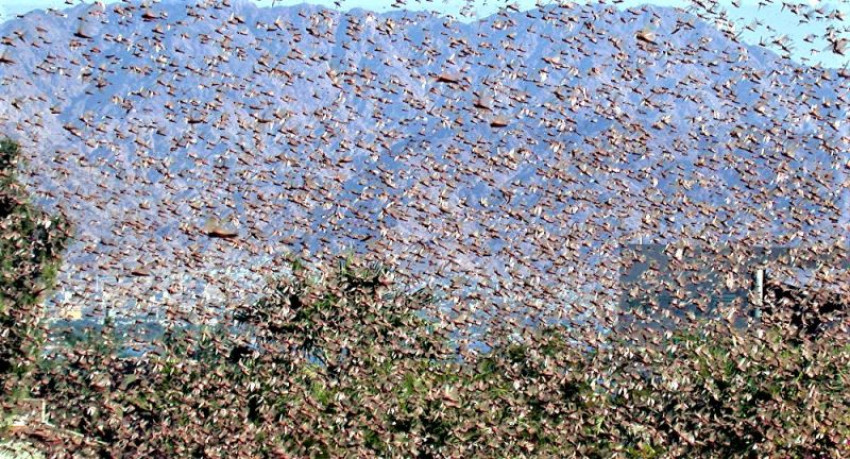 Top 10 largest herds in the animal world