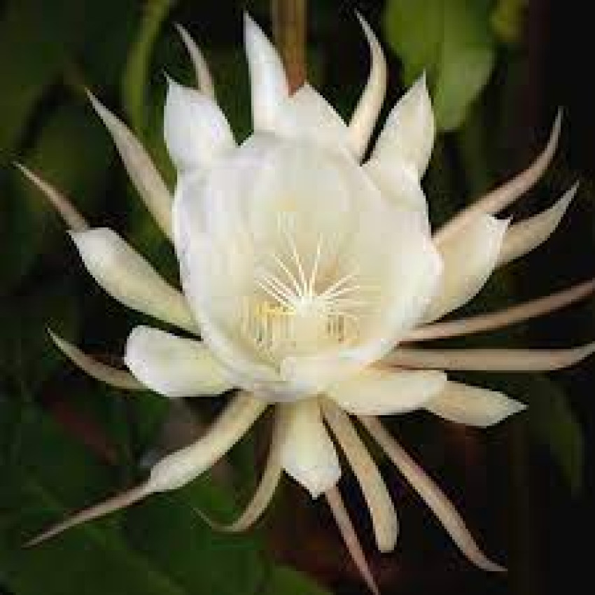 The Enigmatic Beauty of the Brahmakamal Plant