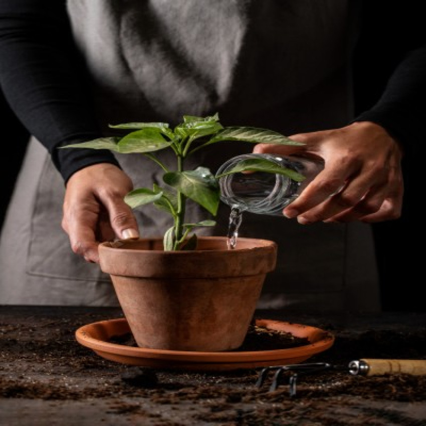 Unlocking Crop Potential: Harnessing the Power of Plant Growth Promoters