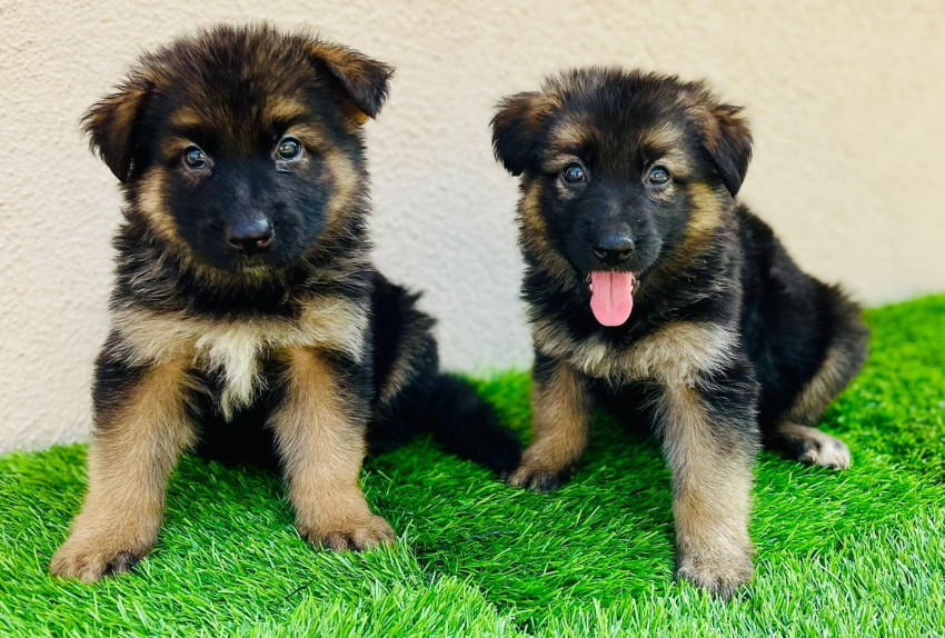 Unleash Success: Exploring the Impact of Cato Boards on Dog Training