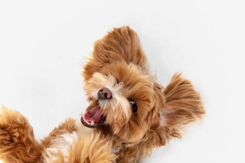 Why Should You Consider Purchasing Dog Clippers?
