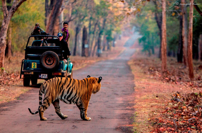 Why Tadoba National Park is a Famous Wildlife Destination