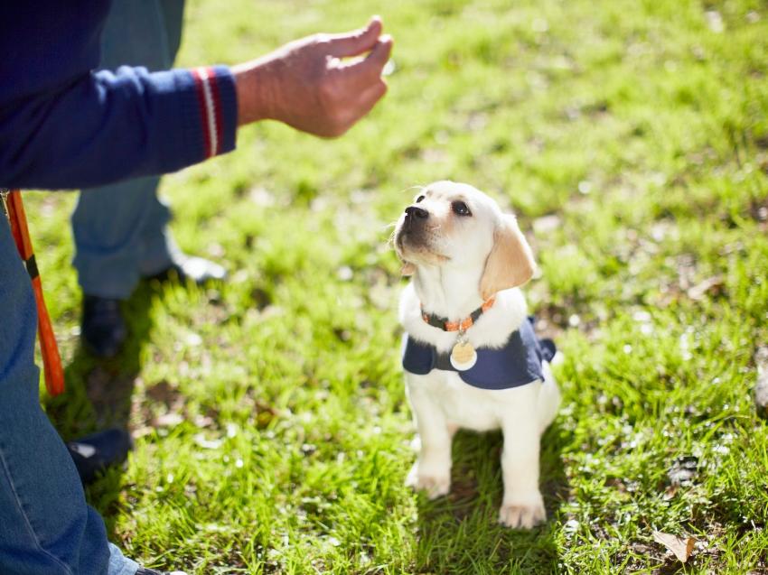 How Professional Puppy Trainers Can Save You Time & Stress