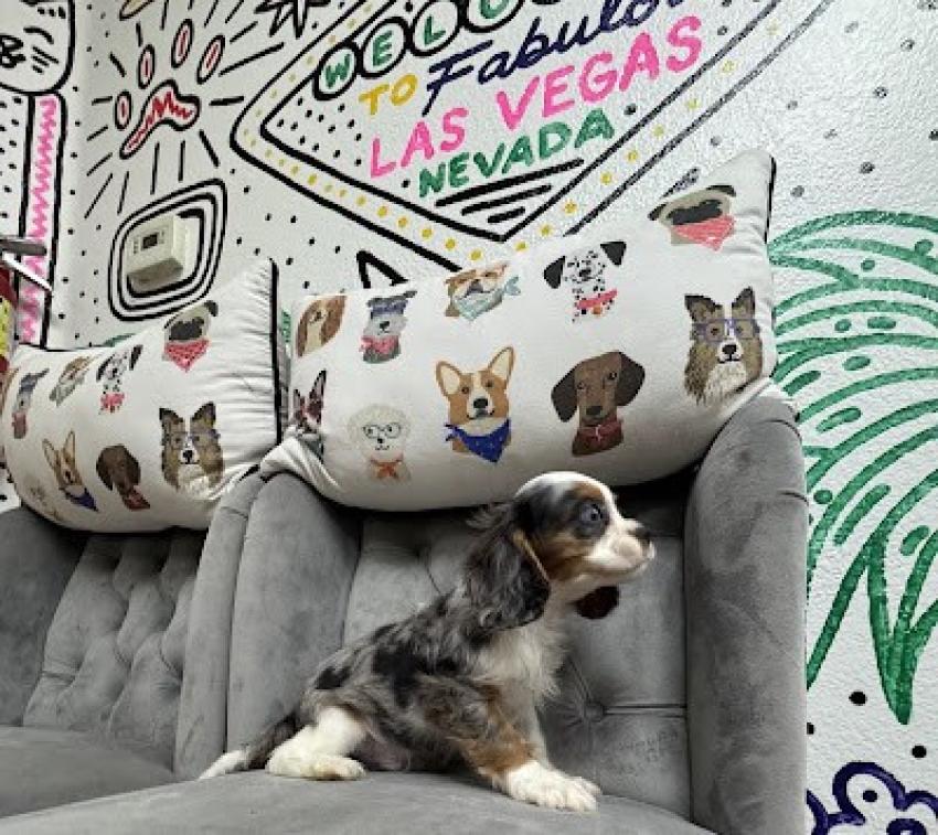 How Can A Pet Store Help With Pet Training And Behavior Issues?