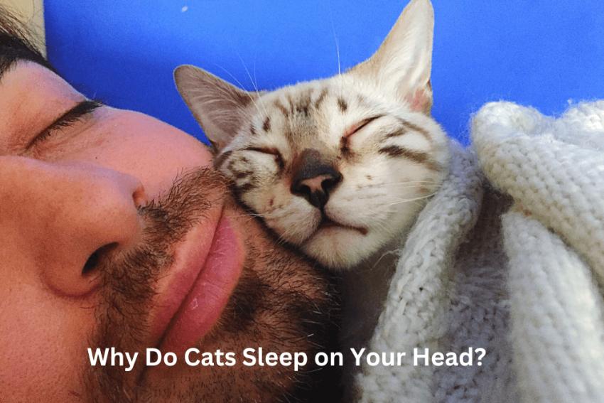 Why Do Cats Sleep on Your Head? & How to Redirect Them